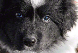 Newfoundland puppy