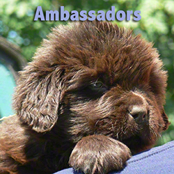 Newfoundland Ambassadors