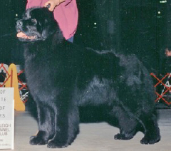 black newfoundland