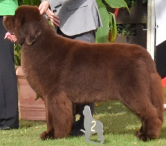 brown newfoundland