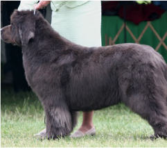 Gray Newfoundland