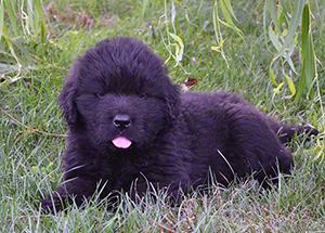 newfoundland puppy