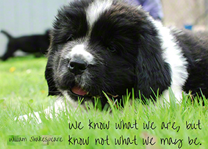 newfoundland puppy