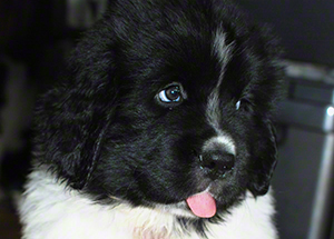 newfoundland puppy