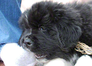 newfoundland puppy