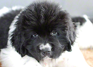 landseer puppy