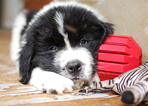 puppy with toy