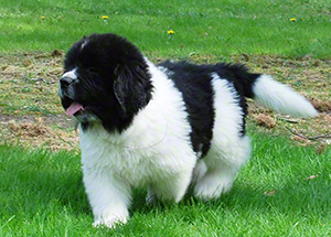 newfoundland puppy