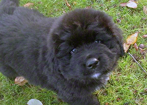 black newfoundland puppy