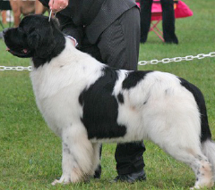 White and Black or Landseer Newfoundland